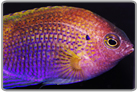 Princess Damselfish